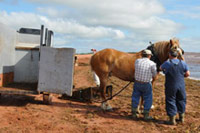 Hooking up the horses