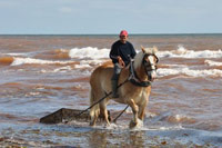 Gathering seaweed