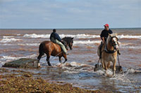 Gathering seaweed